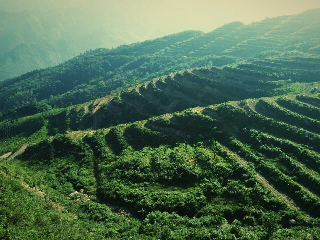 安化黑茶廠家為您分享黑茶品種有哪些