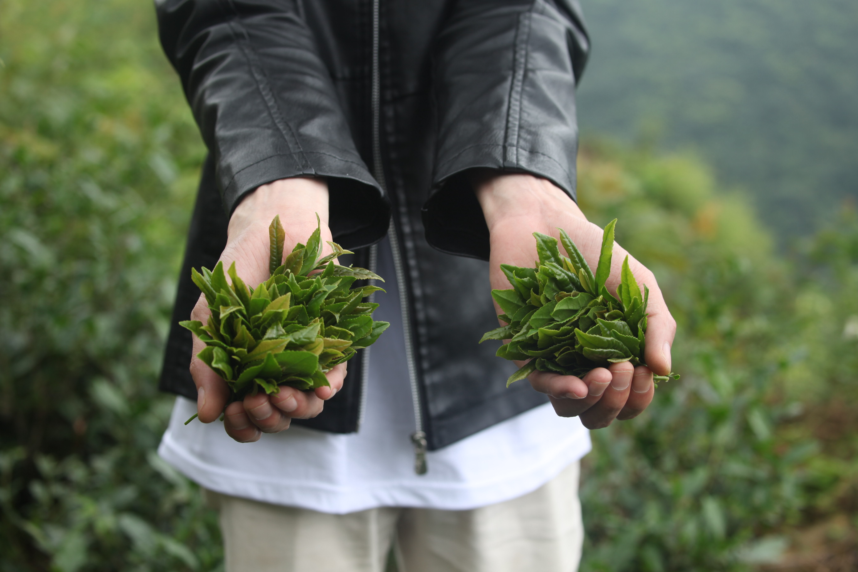 香木海茶園鮮葉采摘